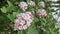 Viburnum bush with small pink and white flowers
