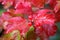 Viburnum bush with three ripe red berries on foreground and many wet dense red leaves on rainy day horizontal view close up