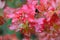 Viburnum bush with three ripe red berries on foreground and many wet dense red leaves on rainy day over green background horizonta