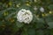 Viburnum carlcephalum white flower