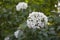 Viburnum carlcephalum white flower
