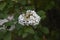 Viburnum carlcephalum white flower