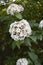 Viburnum carlcephalum white flower