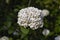 Viburnum carlcephalum white flower