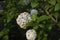 Viburnum carlcephalum white flower