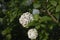 Viburnum carlcephalum white flower