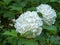 Viburnum common varieties Buldenezh or Snowball. A popular shrub that is easy to grow in the open field. Removed close