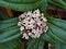 Viburnum Davidii Flowers