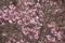 Viburnum farreri shrub in bloom