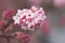 Viburnum farreri, winter snowball blossom