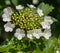 Viburnum flower with green leaves