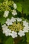 Viburnum flower with green leaves on sky background