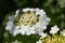 Viburnum flower with green leaves on sky background