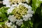 Viburnum flower with green leaves on sky background