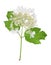 Viburnum flower isolated on a white background