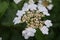 Viburnum flowering