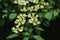 Viburnum, flowering branch, leaves and flowers, close-up, bokeh