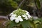 Viburnum flowering bush Vib rnum pulus close-up of small white viburnum flowers on a tree branch
