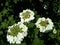 Viburnum flowering plants blooming in the garden.