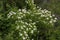 Viburnum flowering shrub  844587