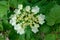 Viburnum flowers