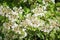 Viburnum flowers VibÃºrnum Ã³pulus, closeup, selective focus. Useful plants are used in folk medicine