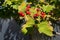 Viburnum fruit on the tree