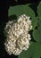 Viburnum, guelder rose. Similar to the closely related highbush cranberry, it is widely cultivated in North America. a deciduous E