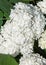 Viburnum, guelder rose. Similar to the closely related highbush cranberry, it is widely cultivated in North America. a deciduous E