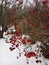 Viburnum. Kalina red in the snow in winter.