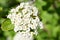Viburnum lantana, also know as wayfarer or wayfaring tree.