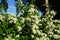 Viburnum lantana blooms in early June. Viburnum lantana, the wayfarer or wayfaring tree, is a species of Viburnum. Berlin, Germany