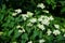 Viburnum lantana blooms in early June. Viburnum lantana, the wayfarer or wayfaring tree, is a species of Viburnum. Berlin, Germany