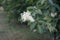 Viburnum lantana blooms in early June. Viburnum lantana, the wayfarer or wayfaring tree, is a species of Viburnum. Berlin, Germany
