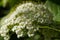 Viburnum lantana flowers