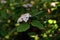 Viburnum lantana inflorescence inside the bush.