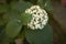 Viburnum lantana white flowers