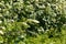 Viburnum lantana. White flowers close up with green background. Nature, flowers, environment, parks and gardens