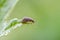 Viburnum leaf beetle on leaf of snowball