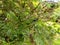 Viburnum leaf beetle, Pyrrhalta viburni, larva and damaged leaves.