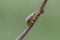 Viburnum leaf beetle on twig