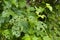 Viburnum leaf damaged by leaf beetle