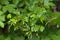 Viburnum leaf damaged by viburnum leaf beetle