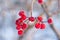 Viburnum medicinal shrub branch with red frozen berries on a blue blurred background, close-up