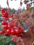 Viburnum opulus berries