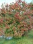 Viburnum opulus with berries