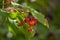 Viburnum opulus berries ornamental park tree with beautiful ripening fruits, deciduous shrub with green leaves on branches