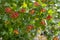 Viburnum opulus berries ornamental park tree with beautiful ripening fruits, deciduous shrub with green leaves on branches