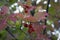 Viburnum opulus berries ornamental park tree with beautiful ripening fruits, deciduous shrub with green leaves on branches