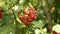 Viburnum opulus, guelder-rose, medicinal plant